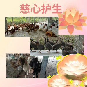 慈心护生 Compassionate Protection of Life